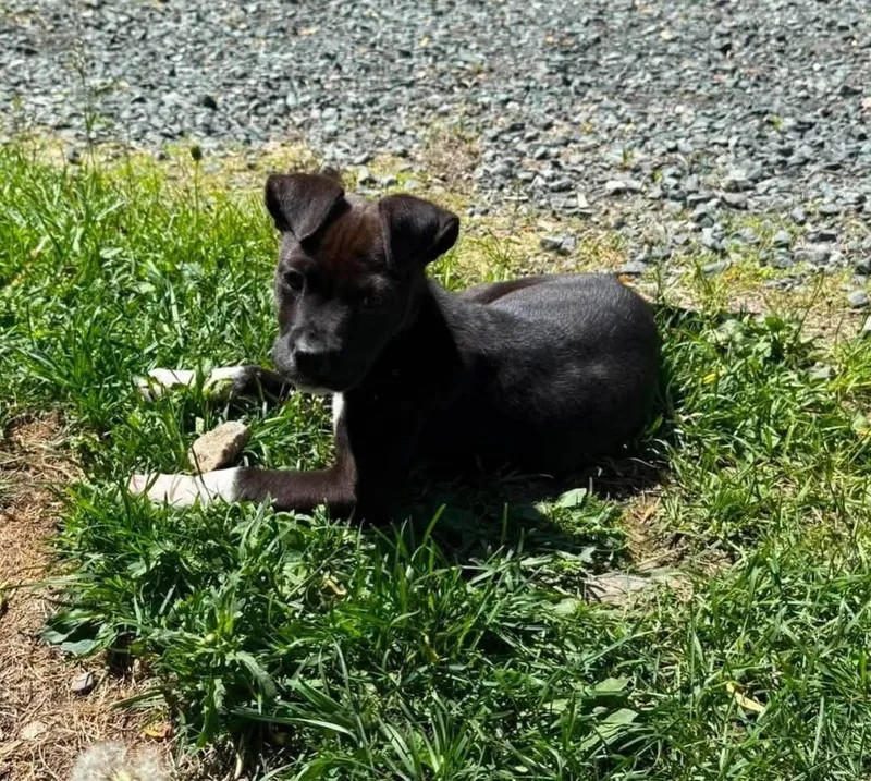 A baby medium-sized male Black Mixed Breed dog named Bill for adoption in Randolph Center, VT