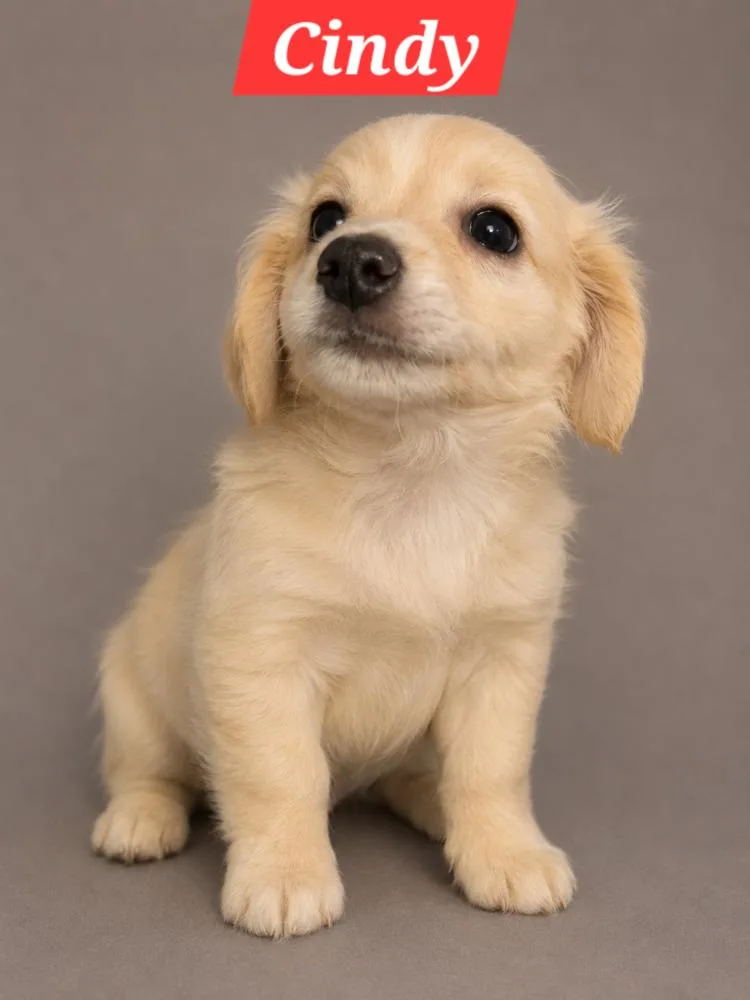 Brady Bunch  Cindy