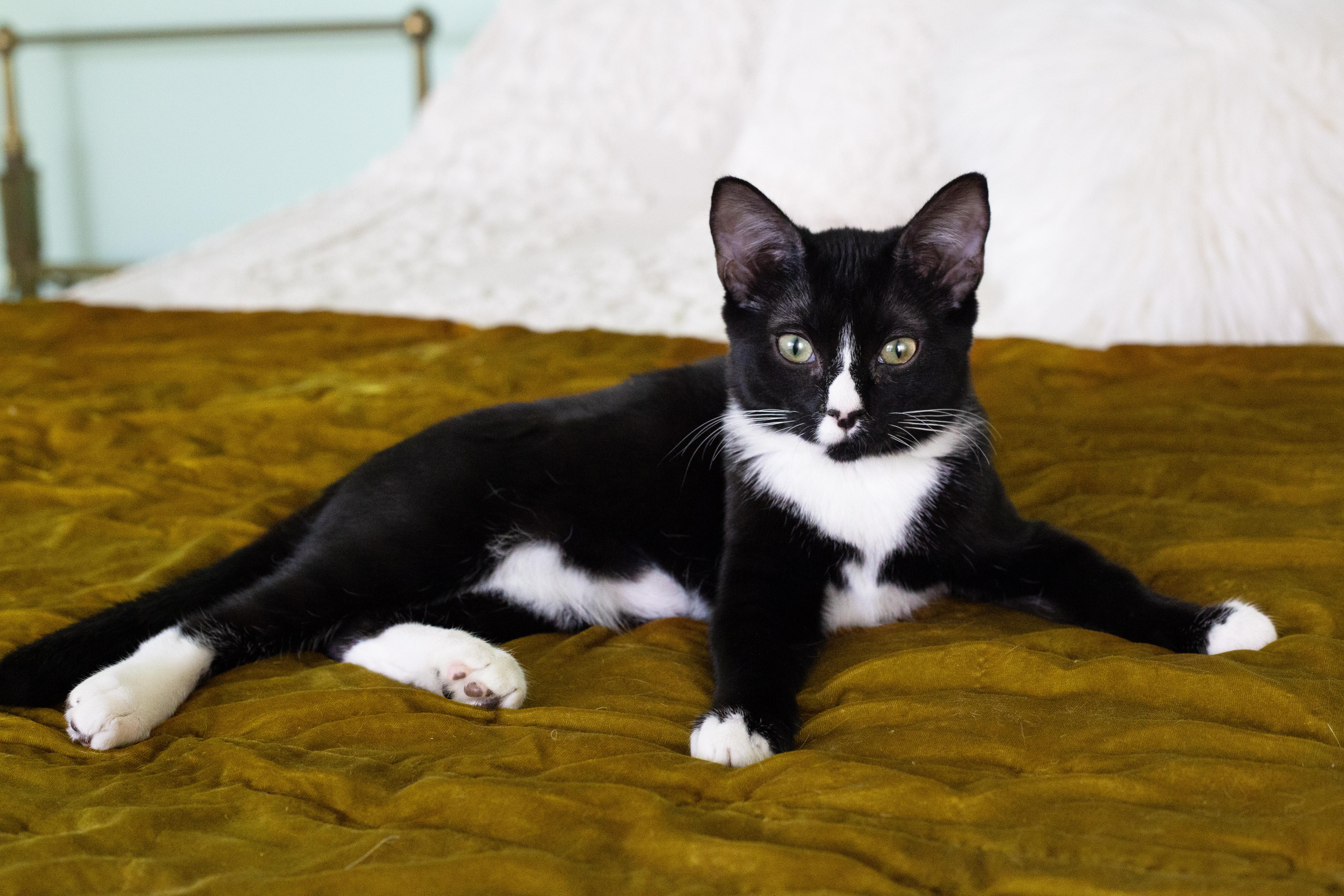A baby medium-sized male Black Domestic Short Hair cat named Bijou for adoption in Charlotte, NC