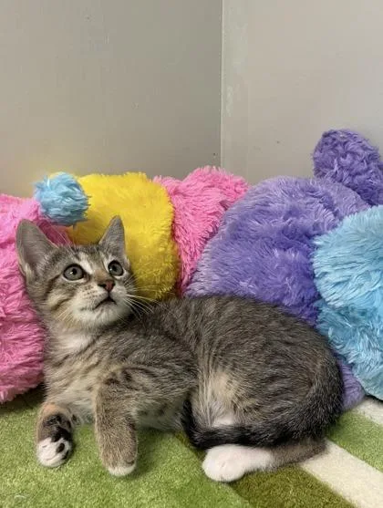 A baby medium-sized male Domestic Short Hair cat named Turner for adoption in Picayune, MS