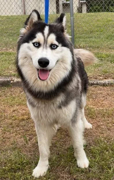 A young medium-sized male Tricolor (Brown, Black, & White) Husky dog named Balto for adoption in Washington, DC