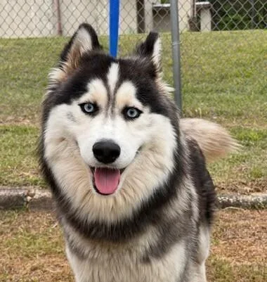 Balto thumbnail 2