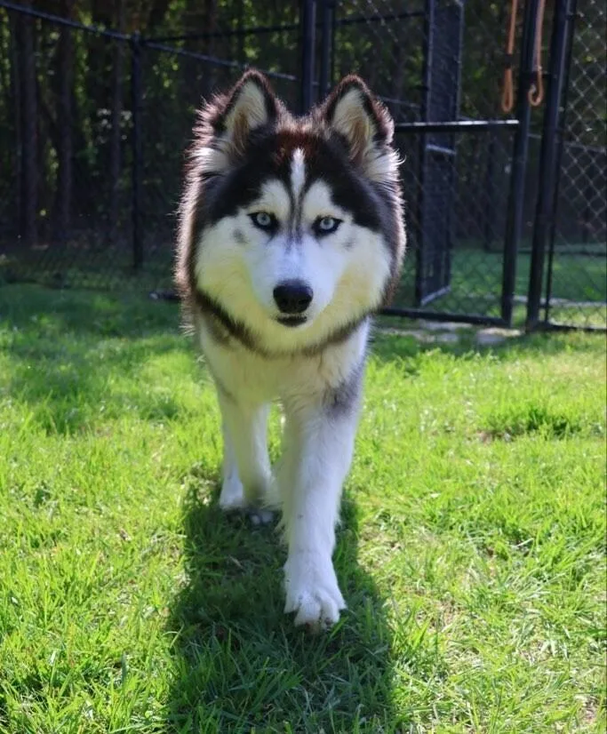 Balto thumbnail 3