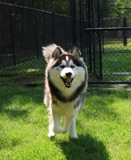 Balto thumbnail 4