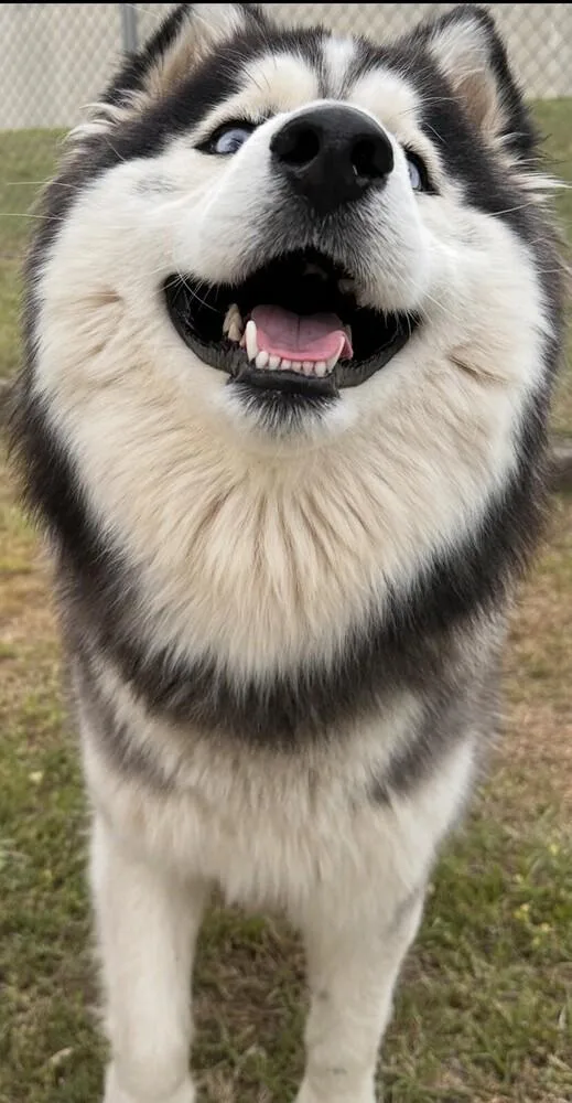 Balto thumbnail 5