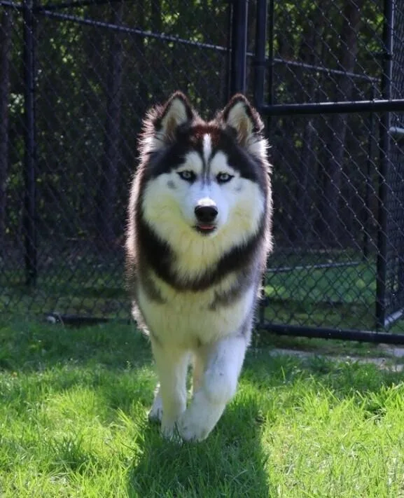 Balto thumbnail 6