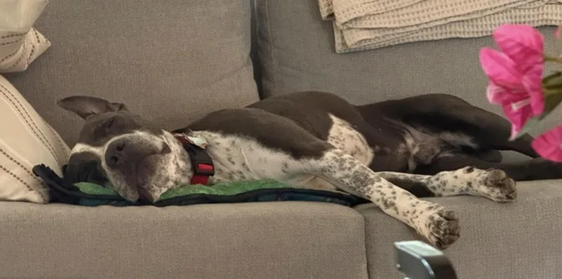 A young medium-sized male Gray / Blue / Silver Pit Bull Terrier dog named Ollie for adoption in Amherst, MA