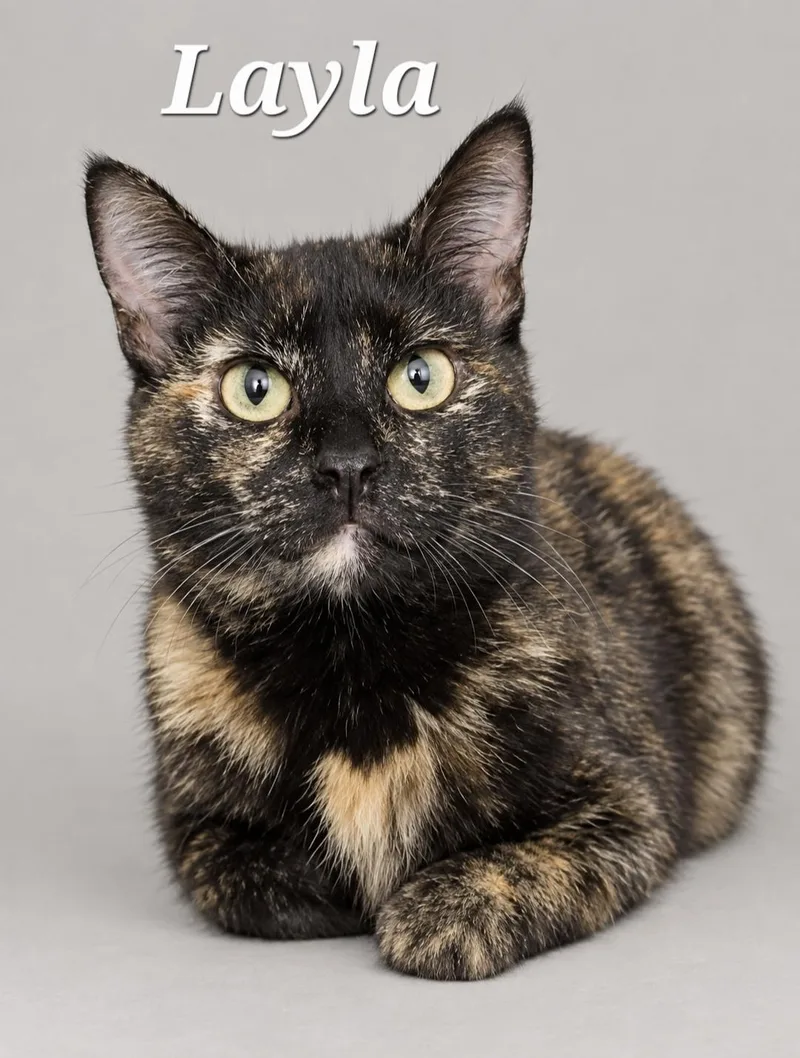 A young large-sized female Tortoiseshell cat named Layla for adoption in Cranberry Township, PA