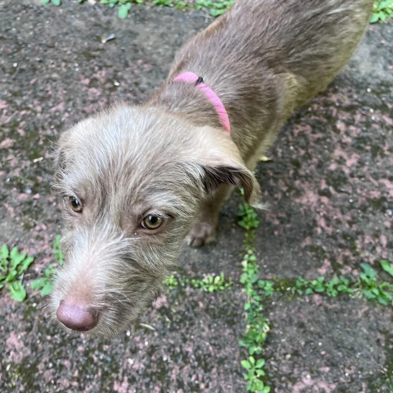 A baby medium-sized female Brown / Chocolate Poodle dog named CT Justice for adoption in Eastford, CT