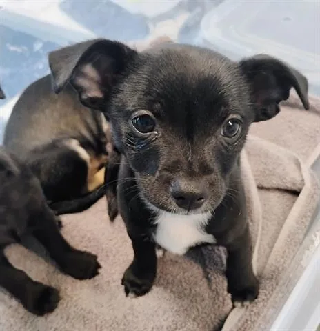 A baby small-sized female Chihuahua dog named Selene for adoption in San Martin, CA