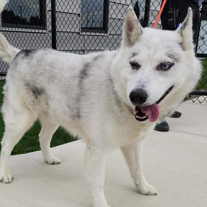 A senior large-sized male Black Siberian Husky dog named Peepaw for adoption in Fort Wayne, IN