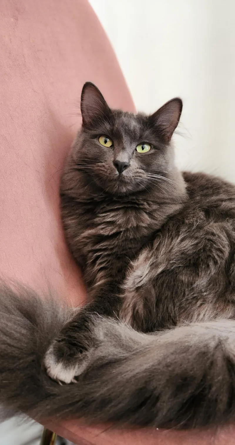 A young medium-sized female Smoke Domestic Medium Hair cat named Kora and Gaia for adoption in Brooklyn, NY
