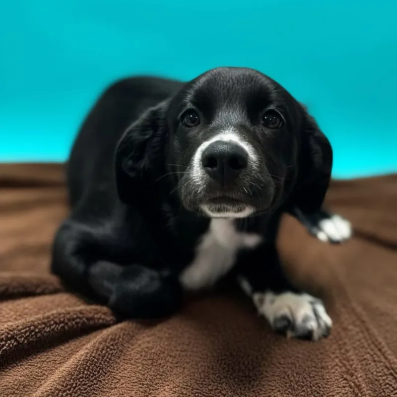 Hershey