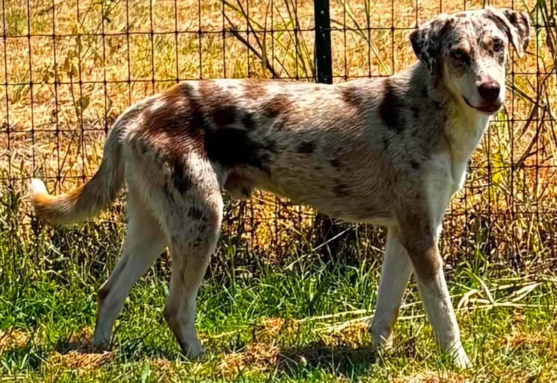 A young medium-sized male Catahoula Leopard Dog dog named Grady for adoption in Elkhorn, WI