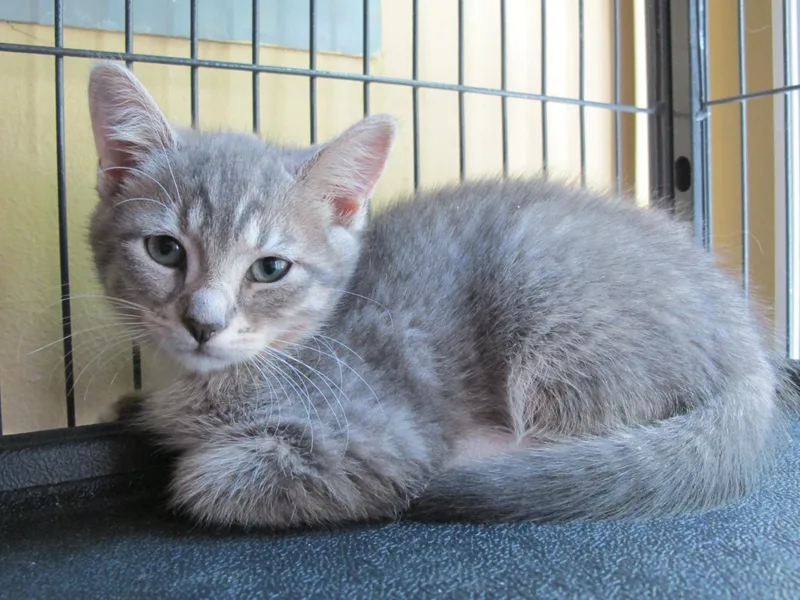 A baby medium-sized female Tabby (Gray / Blue / Silver) Tabby cat named Felicia for adoption in Richmond, VA