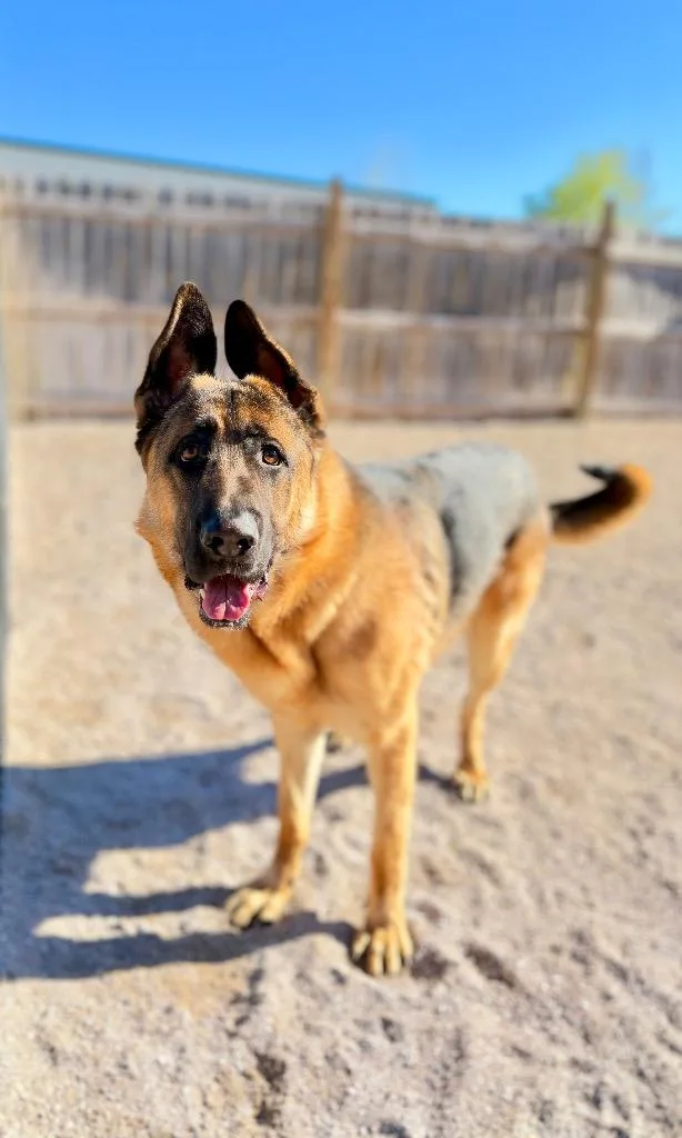 An adult extra large-sized male German Shepherd Dog dog named Kenny Wayne Shephard for adoption in Muskegon, MI