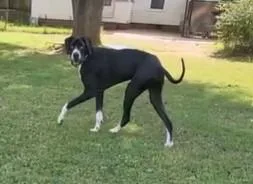Finn