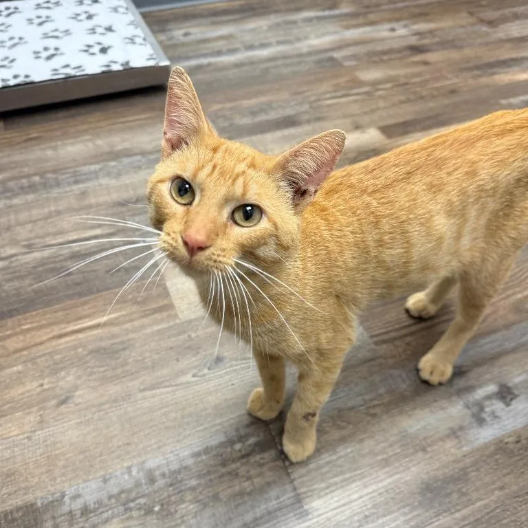 Garfield