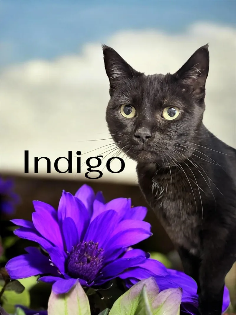 An adult medium-sized female Black Domestic Short Hair cat named Indigo for adoption in Orleans, VT