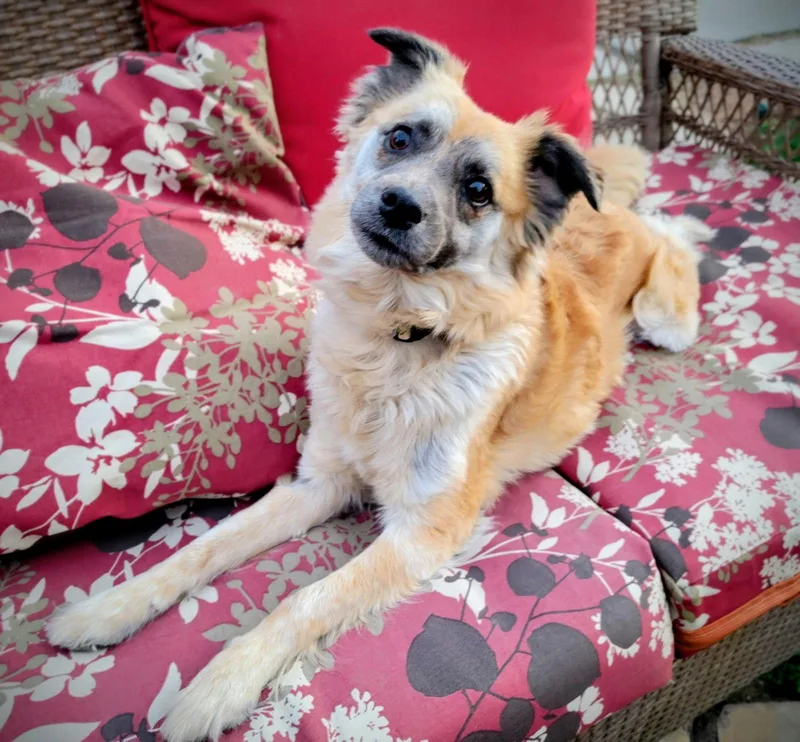 Ember Ash thumbnail 3