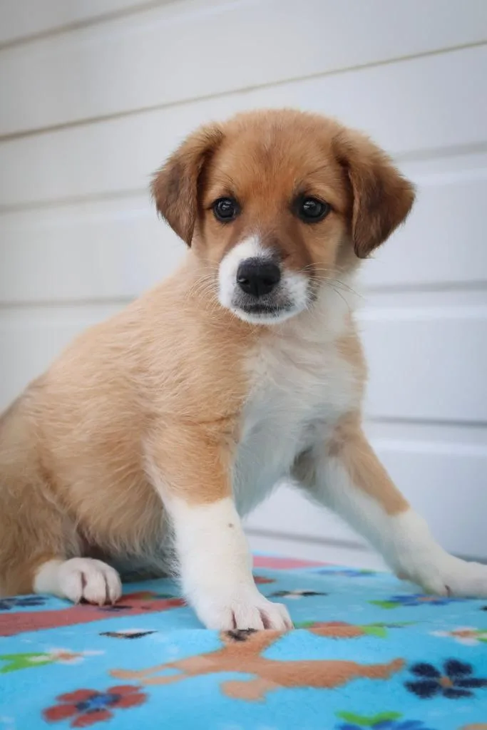 A baby small-sized female Mixed Breed dog named Leona for adoption in Columbia, TN