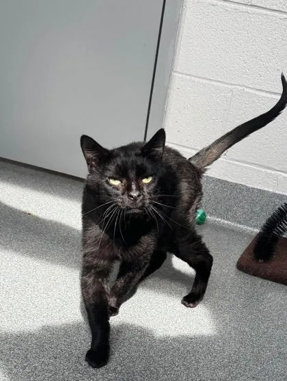 A senior large-sized male Domestic Short Hair cat named Midnight for adoption in Sevierville, TN