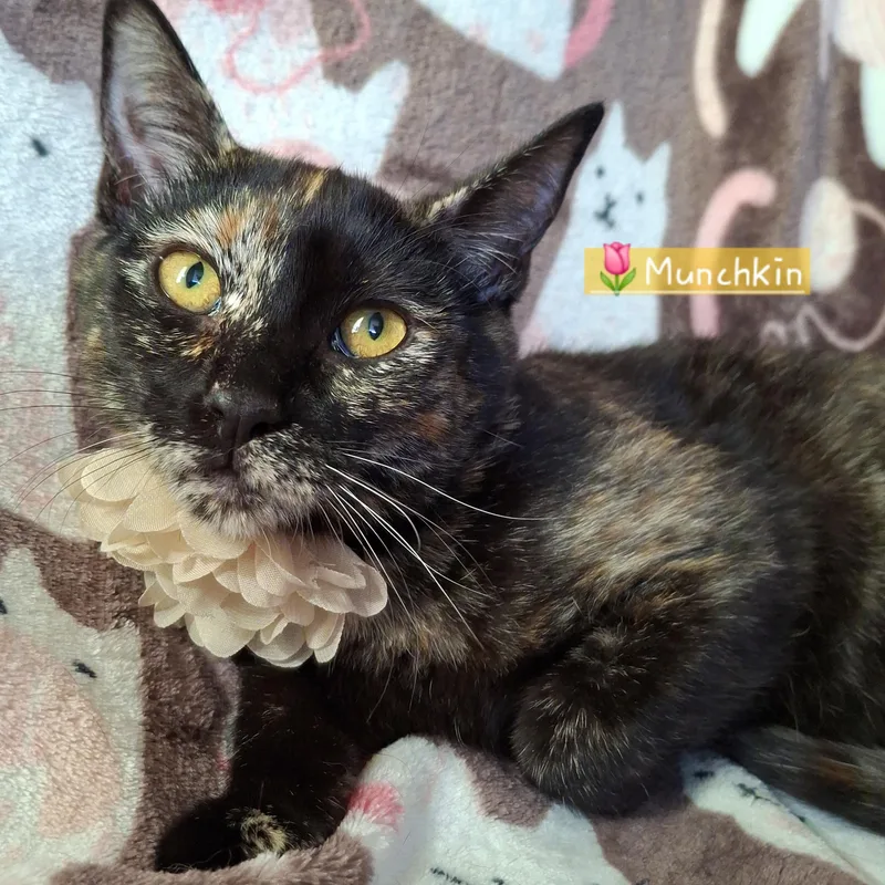 A baby small-sized female Tortoiseshell Tortoiseshell cat named Munchkin for adoption in Fullerton, CA