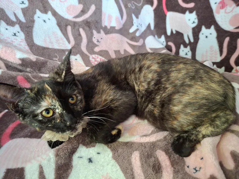 Munchkin thumbnail 2