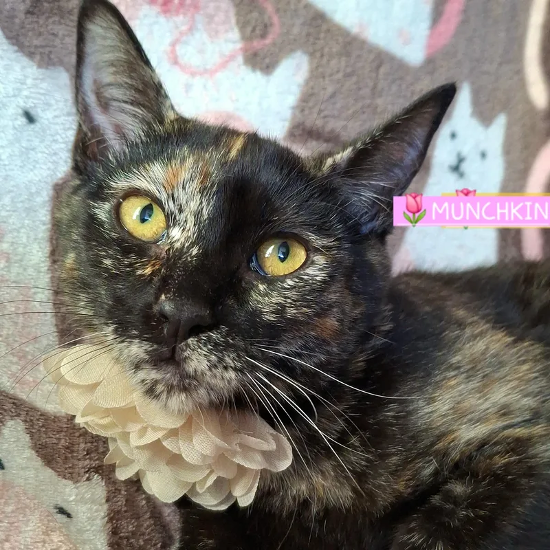 Munchkin thumbnail 3