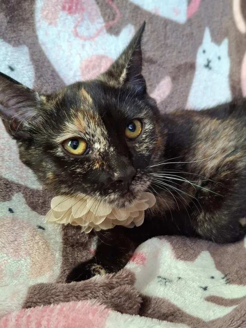 Munchkin thumbnail 4