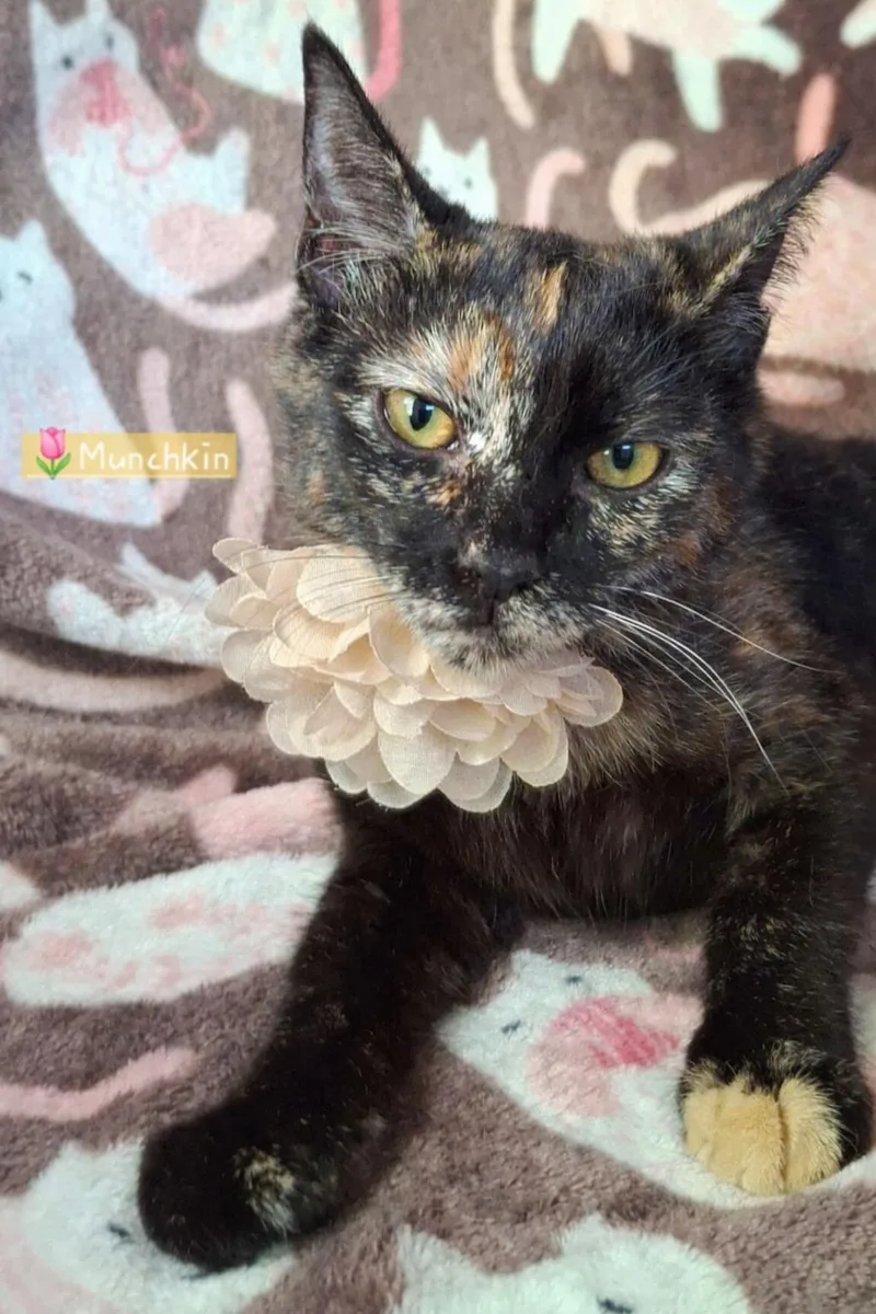 Munchkin thumbnail 5