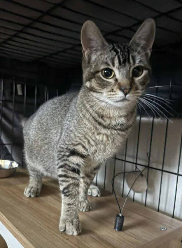 A young medium-sized female Tabby (Gray / Blue / Silver) Tabby cat named Sheriff Bobbi Beans for adoption in Anchorage, AK