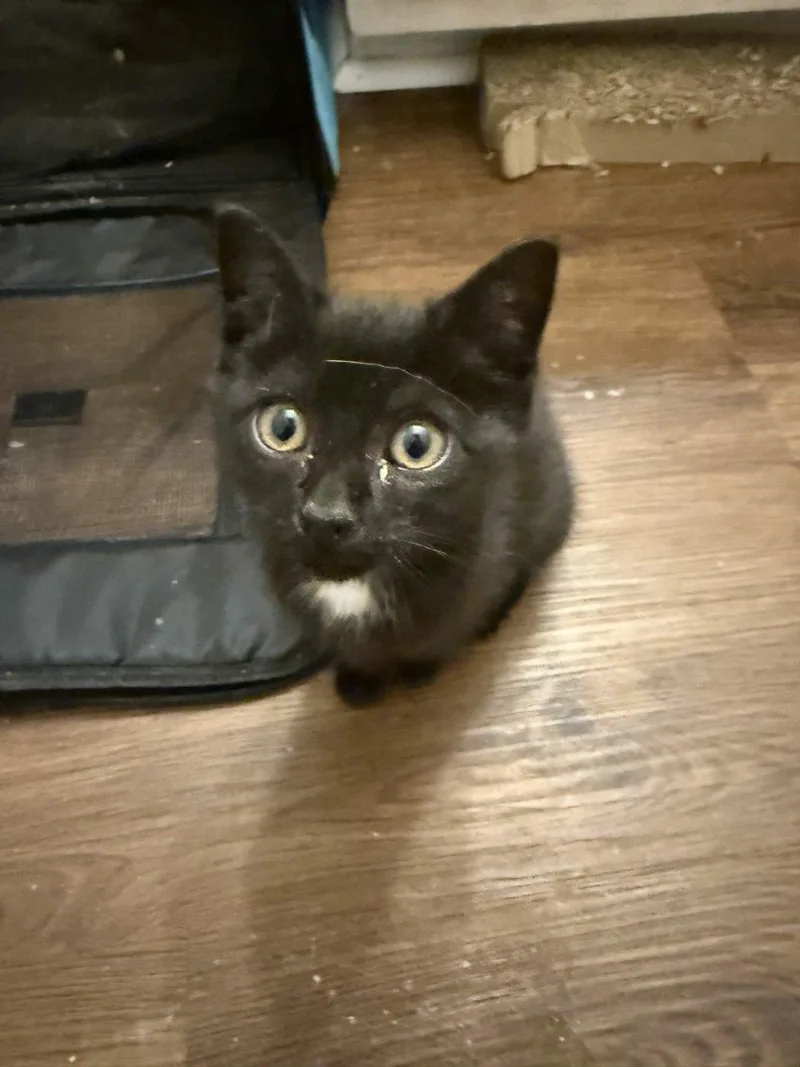 A baby small-sized female Black Domestic Short Hair cat named Blossom for adoption in Raleigh, NC