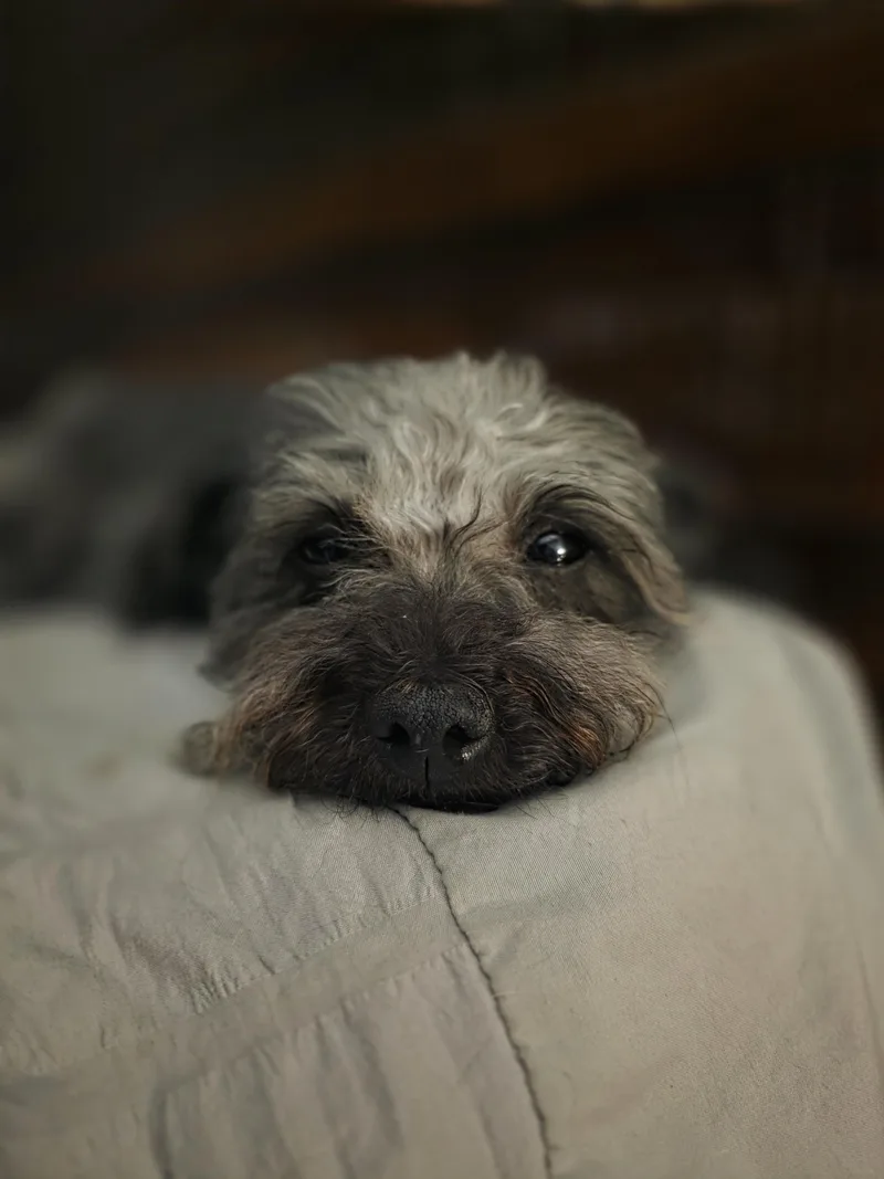 Toots