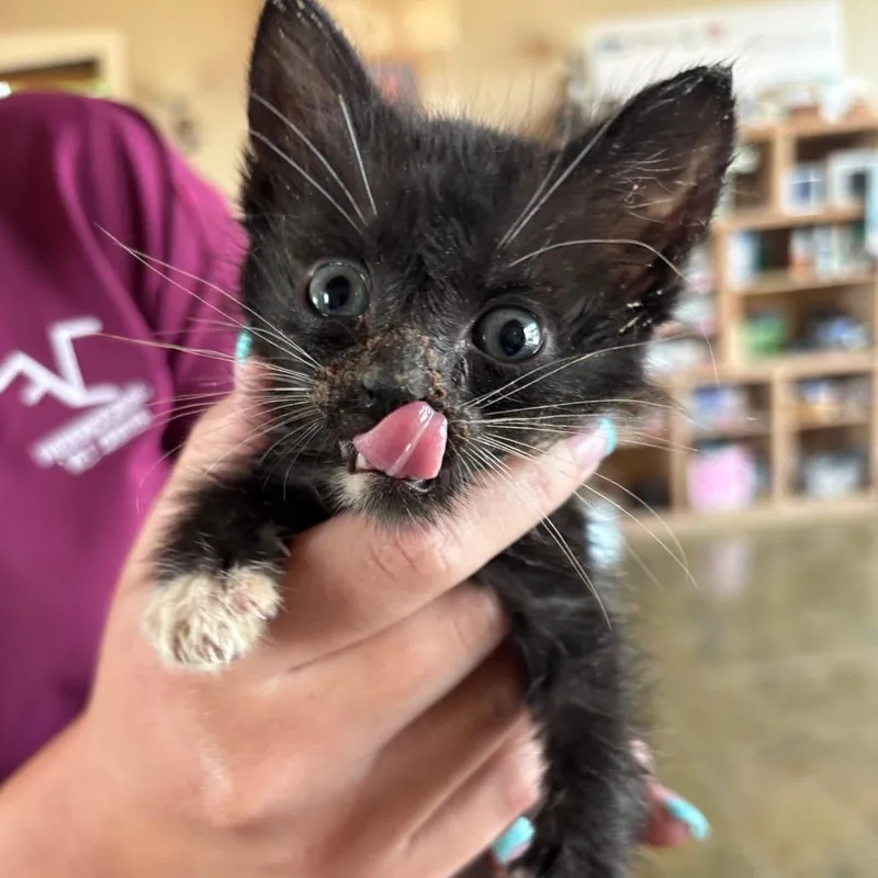 A baby small-sized female Black Domestic Short Hair cat named Feta for adoption in Fredericksburg, TX