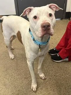 A young medium-sized female White / Cream Pit Bull Terrier dog named Reba for adoption in Cleveland, OH