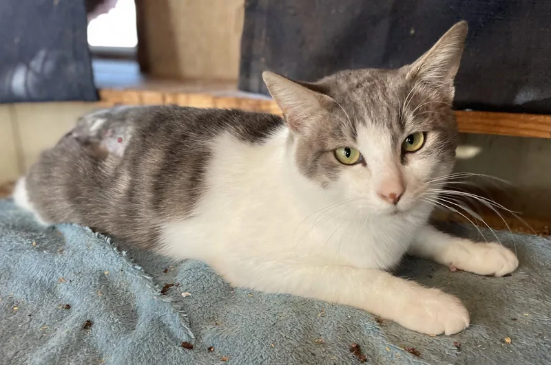 An adult medium-sized male Gray & White Domestic Short Hair cat named Vossie for adoption in Oxford, MS