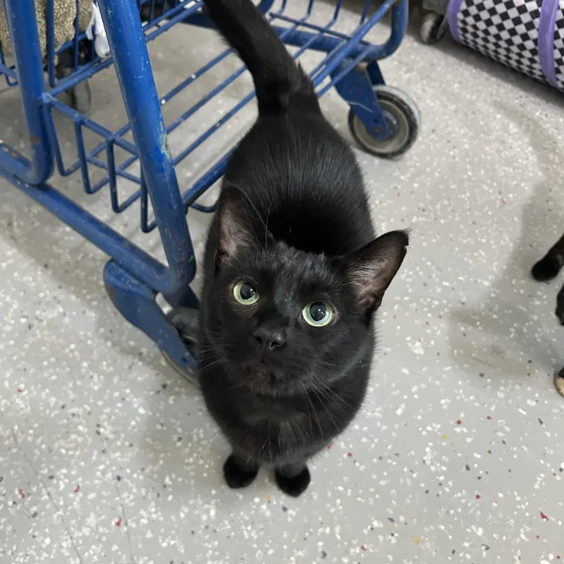 An adult medium-sized female Black Domestic Short Hair cat named Ursula for adoption in Lansing, MI