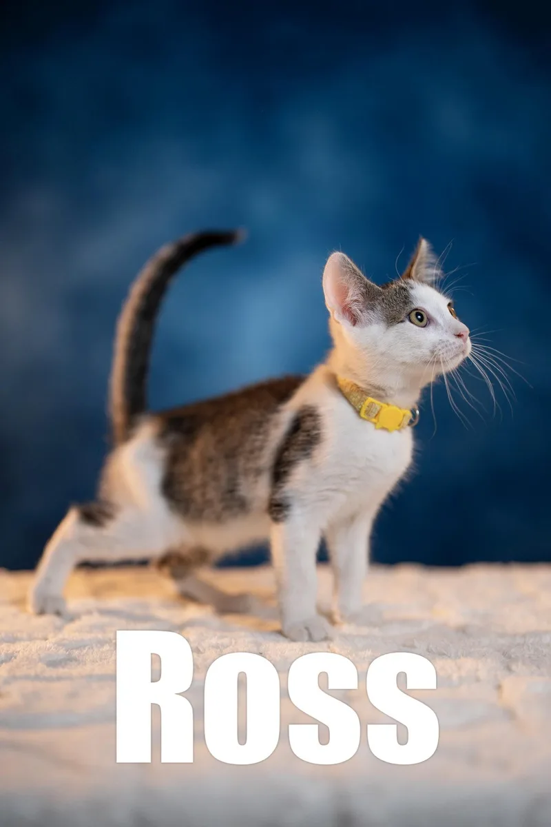 A baby medium-sized male Gray & White Domestic Short Hair cat named Ross for adoption in Maitland, FL