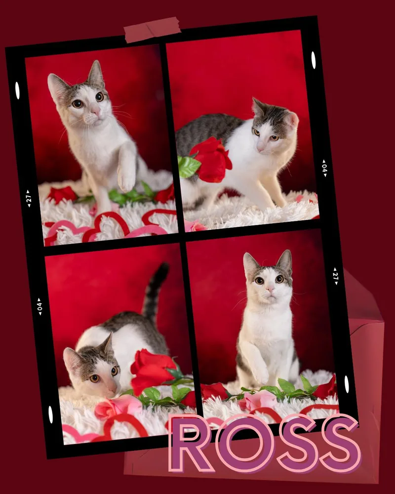 Ross thumbnail 3