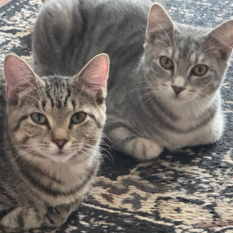 A young medium-sized female Gray / Blue / Silver Domestic Short Hair cat named Winnie for adoption in Washington Township, OH