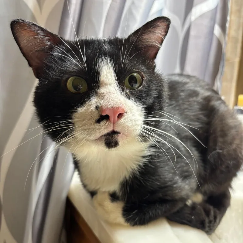 An adult small-sized male Black Domestic Short Hair cat named RoamEo C for adoption in Princeton, MN