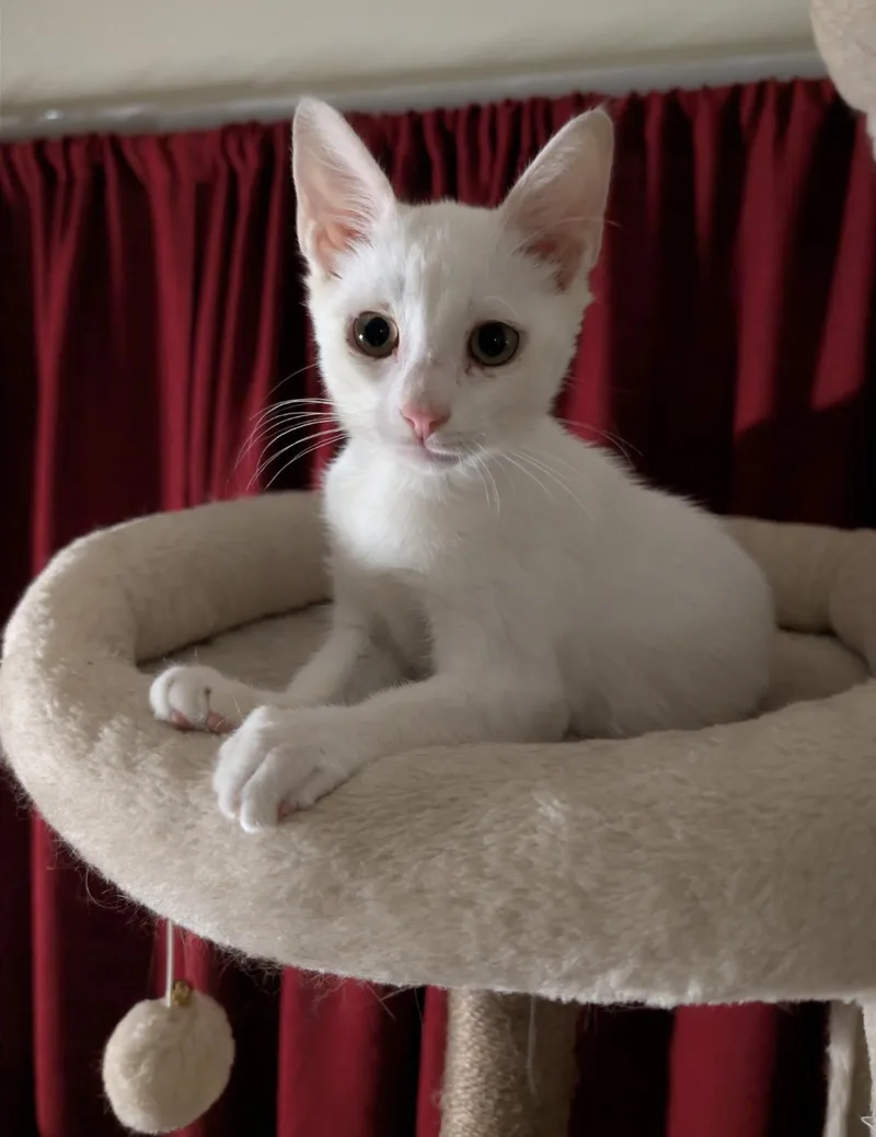 A baby medium-sized male Domestic Short Hair cat named Falkor for adoption in York, PA