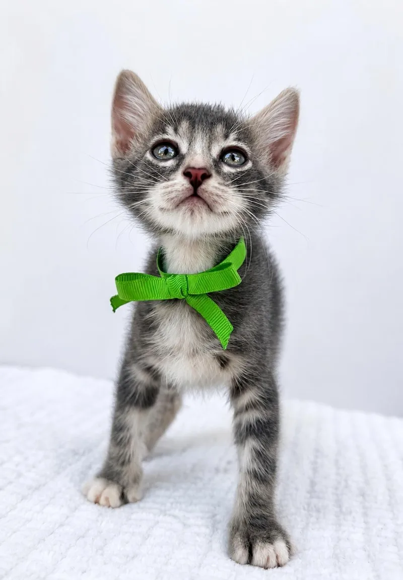 A baby small-sized male Domestic Short Hair cat named Truffle for adoption in Long Beach, CA