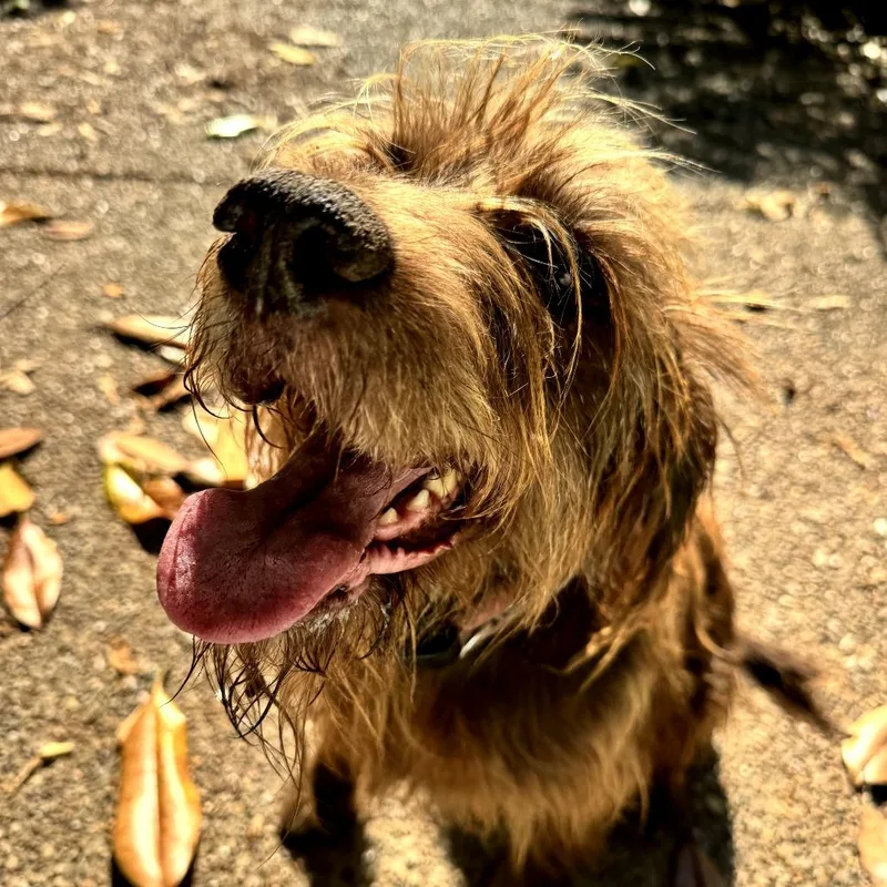 A senior medium-sized female Red / Chestnut / Orange Pointer dog named Annie for adoption in New Orleans, LA