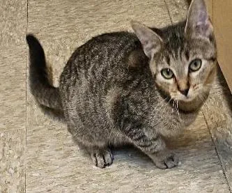 A young medium-sized female Tabby (Brown / Chocolate) Tabby cat named Dolly for adoption in Tulsa, OK