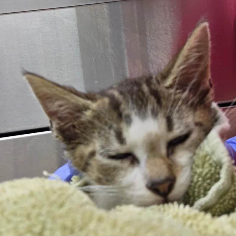 A baby small-sized male Brown / Chocolate Domestic Short Hair cat named Milano for adoption in Chattanooga, TN