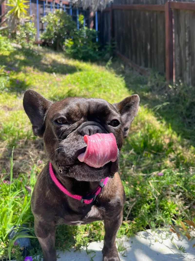 A young medium-sized female French Bulldog dog named Misha for adoption in CLAREMONT, CA