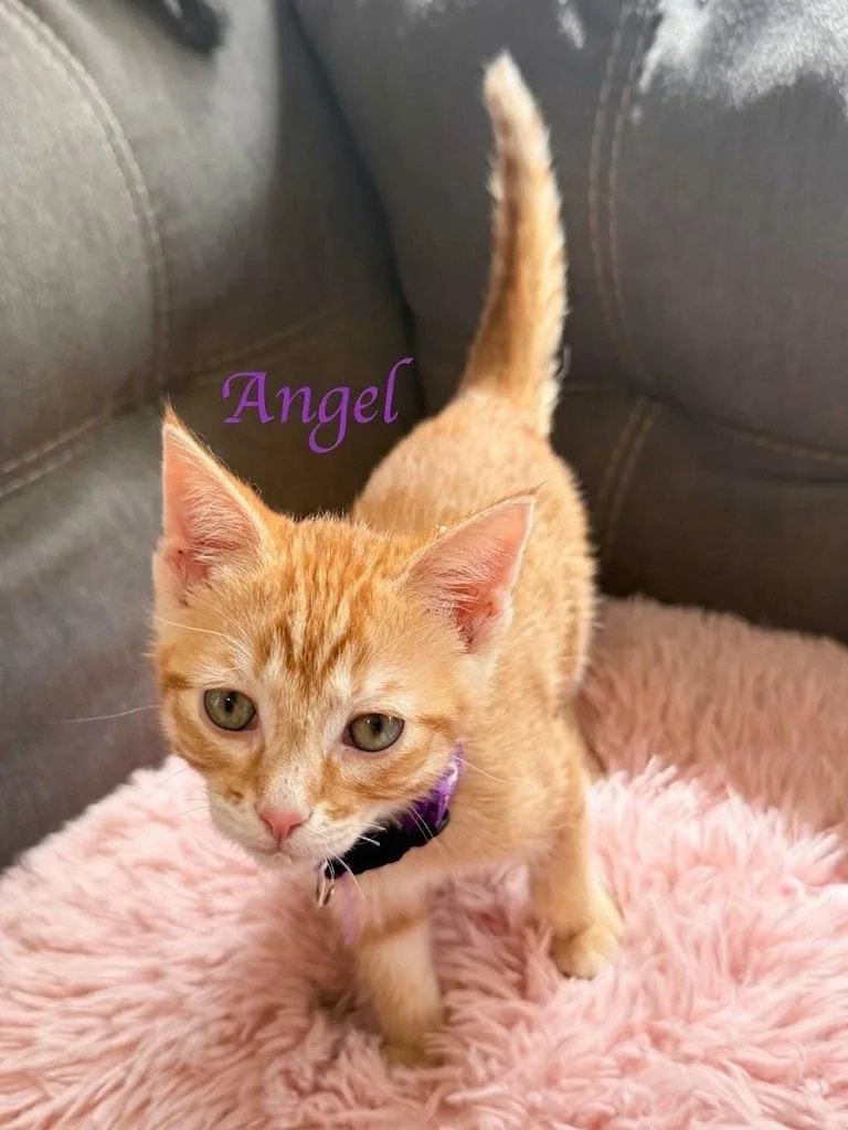 A baby medium-sized female Orange & White Domestic Short Hair cat named Angel for adoption in Murfreesboro, TN