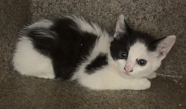 A baby small-sized female Domestic Short Hair cat named Ifc Mimi for adoption in Lawrenceville, GA